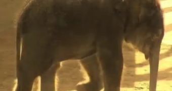 Watch: Newborn Asian Elephant Struts Around Its Enclosure