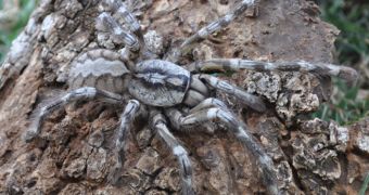 Tarantula the size of a man's face discovered by researchers in Sri Lanka
