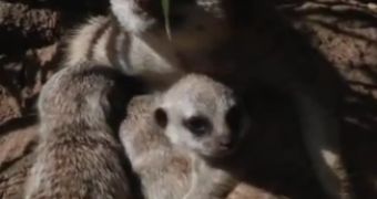 Watch: Oakland Zoo Welcomes Three Baby Meerkats