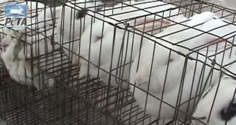 Shocking video shows how the Chinese fur industry treats animals