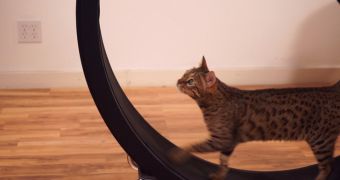 “One Fast Cat” is an exercise wheel especially designed for pet felines that aren't active enough