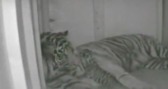 Watch: One-Hour-Old Tiger Cub Cuddles with Its Mother