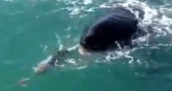 Watch: Orca Steals Halibut from a Fishing Line