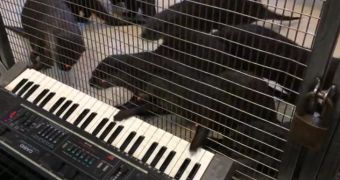 Video showing otters playing the keyboard will put a smile on your face