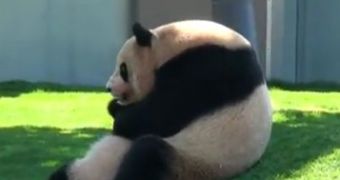 Watch: Panda Cub and Its Mom Wrestle, Roll Around in the Grass