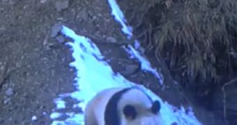 Watch: Pandas Still Inhabit the Wild, Now There's a Video to Prove It