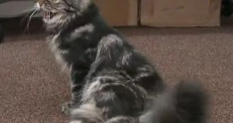 Teens help paralyzed cat gain back some of its mobility