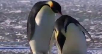 Watch: “Penguins Being Penguins” Shows How Adorably Clumsy These Animals Are