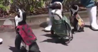 Watch: Penguins Wearing African Costumes March Around Wildlife Park