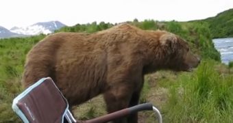 Photographer in Alaska comes dangerously close to a brown bear