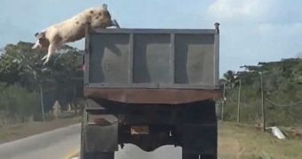 Video shows brave pig jumping from a moving truck