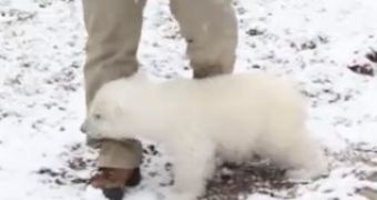 Watch: Polar Bear Cub Luna Plays in the Snow