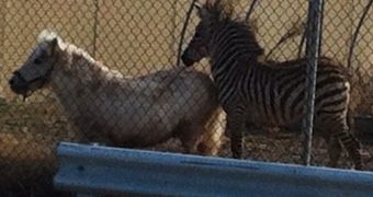 Pony and Zebra take a trip through Staten Island