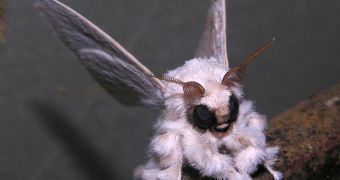 Weird moth is argued to resemble poodle