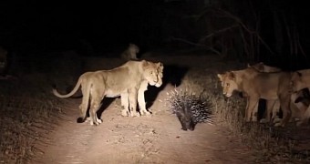 Porcupine fights off as many as 17 lions