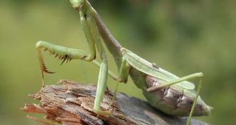 Praying mantises are formidable killers
