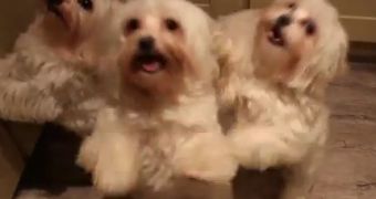 Watch: Puppies Doing the Harlem Shake Goes Viral