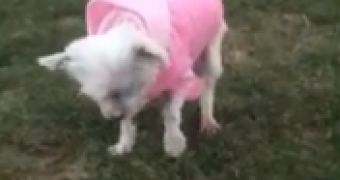 Watch: Puppy Mill Dog Walks on Grass for the First Time Ever