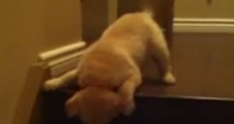 Video shows one puppy trying to help another go down the stairs