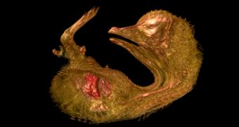 Quail embryo captured in stunning video