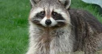 Watch: Raccoon Walks High Wire, Survives
