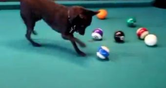Watch: Raisin, the Pool Playing Chihuahua, Sinks Every Ball on the Table