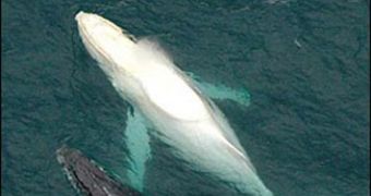 Albino humpback whale shows up in Australia