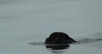 Black jaguar filmed crossing a river in the Amazon