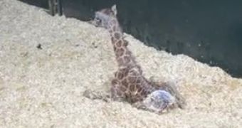 Watch: Rare Giraffe Born at Conservation Center in Connecticut