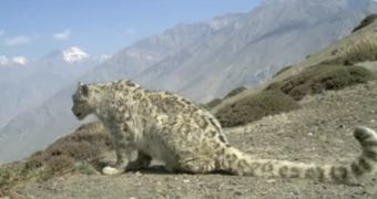 Snow leopard filmed in India