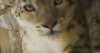 Watch: Rare Snow Leopard Is Caught on Camera in China