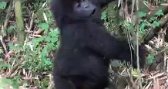 Watch: Rare Twin Baby Gorillas Caught on Camera in Rwanda