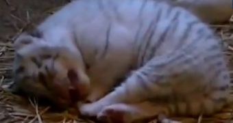 Watch: Rare White Tiger Cubs Are Born at Zoo in Japan