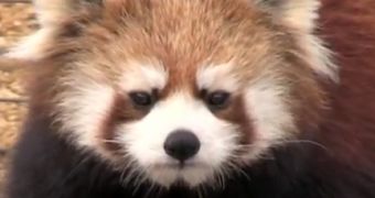 Watch: Red Panda Bear Gives People the Evil Eye