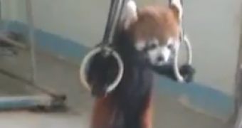 Watch: Red Panda Does Gymnastics