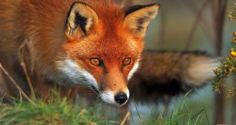 A fox living at a wildlife sanctuary in the UK is quite convinced that it is a dog