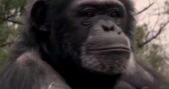 Watch: Research Chimpanzees Are Released, Walk on Grass for the First Time Ever