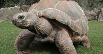 Giant tortoises living at the London Zoo are serenaded by Richard Clayderman