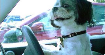 SPCA wants to teach dogs how to drive