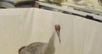Watch: Sandhill Crane Gets a Peg Leg After Losing Its Real One in Golfing Accident