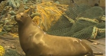 Watch: Sea Lion Flings Man Across the Deck of a Fishing Vessel