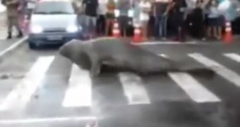 Watch: Sea Lion Goes for a Walk Up and Down a City Street in Brazil