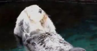 Watch: Sea Otter Massages Its Own Face, Enjoys Every Minute of It