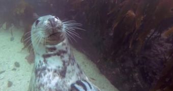 Seals enjoy a belly rub every once in a while