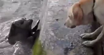 Watch: Seal Plays Hide and Seek with a Labrador Retriever