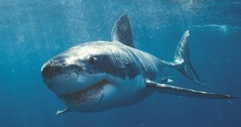 Video shows shark attacks in slow motion