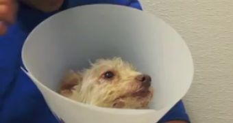 Watch: Shelter Dog Makes Amazing Recovery