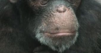 Watch: Shocking Video Sheds Light on How Primates in the Entertainment Industry Feel