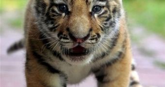 Tea keeps Siberian tiger cubs healthy and active