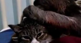 Watch: Sloth Tries to Cuddle with a Cat, the Feline Hates Every Moment of It